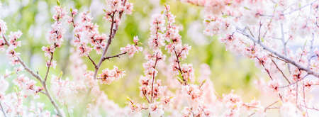 Beautiful panoramic spring scenery with cherry blossom and bokeh background