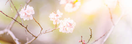 Beautiful panoramic spring scenery with cherry blossom and bokeh backgroundの写真素材