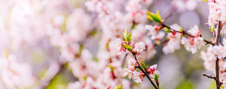 Beautiful panoramic spring scenery with cherry blossom and bokeh background