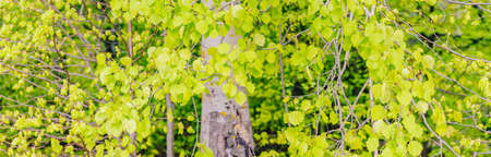Beautiful panoramic spring scenery with green leaves and bokeh backgroundの写真素材