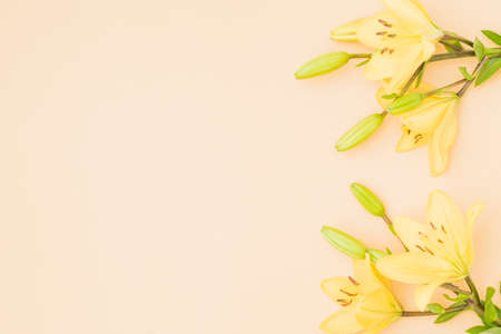 Flat lay frame with yellow lilies on color backgroundの写真素材