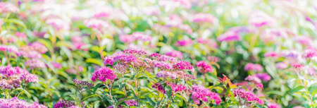 Beautiful panoramic scenery with pink flowers, leaves and bokeh backgroundの写真素材