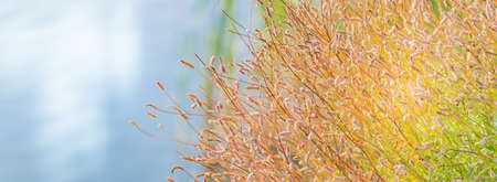 Beautiful panoramic scenery with decorative plants, dry grass and bokeh backgroundの写真素材