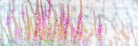 Beautiful panoramic scenery with pink flowers and bokeh background