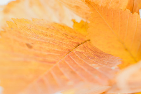 Colorful autumn leaves close up. yellow leaves pattern