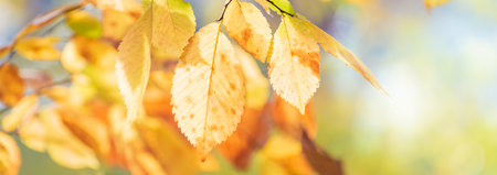 Beautiful panoramic autumn scenery with colorful leaves and bokeh backgroundの写真素材