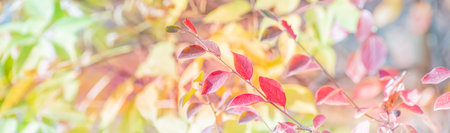 Beautiful panoramic autumn scenery with colorful autumn leaves on a soft backgroundの写真素材