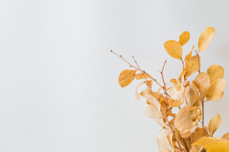 Dry autumn leaves on a light backgroundの写真素材