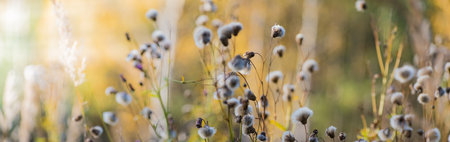 Beautiful panoramic autumn scenery with dry grass and bokeh backgroundの写真素材