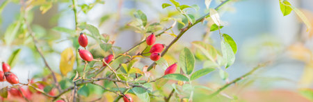 Beautiful panoramic autumn scenery with colorful leaves, berries and bokeh backgroundの写真素材