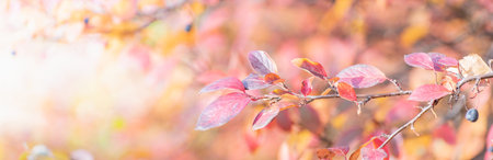Beautiful panoramic autumn scenery with colorful leaves and bokeh backgroundの写真素材