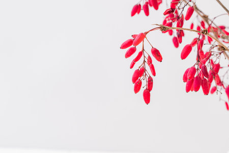 Branches with red berries on a light backgroundの写真素材