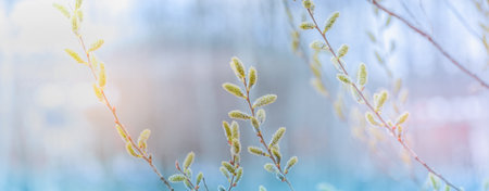 Spring branches of pussy willow on colorful blurred background. Beautiful panoramic scenery