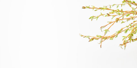 Branches with buds and green leaves. Spring banner with copy spaceの写真素材