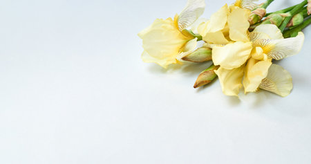 Yellow irises on a light background. Banner for a flower shop with copy spaceの写真素材