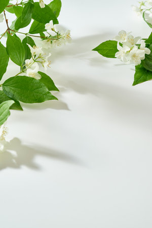 Flat lay Jasmine flowers and leaves on a white background with sunlight and shadowsの写真素材