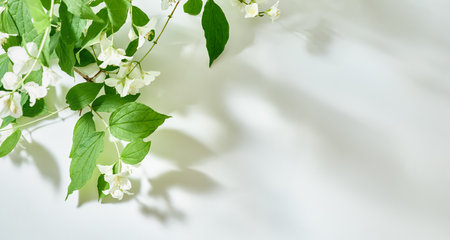 Flat lay Jasmine flowers and leaves on a white background with sunlight and shadowsの写真素材