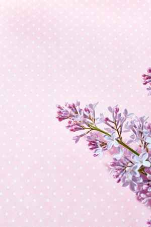 Flat lay frame with lilac branches on a pink backgroundの写真素材