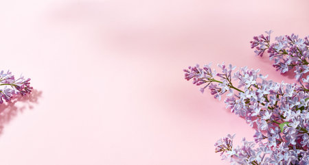 Flat lay frame with lilac branches on a pink backgroundの写真素材