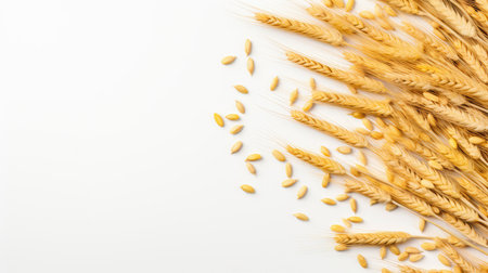 Ears of wheat on a white background. Place for text.の素材