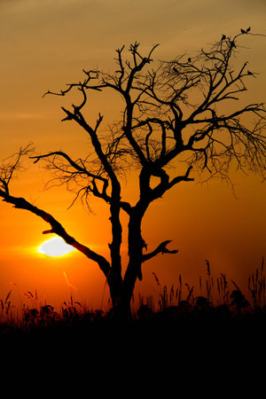 Sunset Treeの写真素材