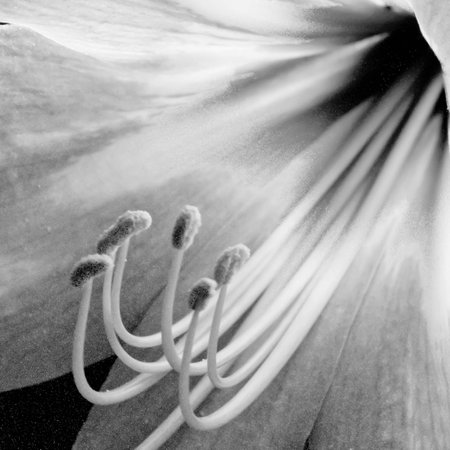 CloseUp Flowerの写真素材