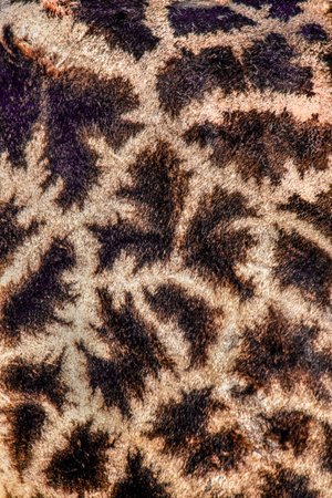 Giraffe Skinの写真素材
