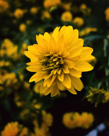 Beautiful yellow chrysanthemum flower in the garden.の写真素材