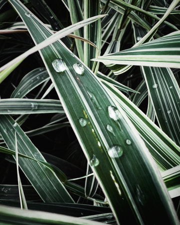 Water drops on the green leaves of a dracaena plant.