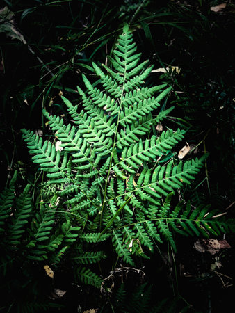 Green fern leaves in the forest. natural background. Toned.の写真素材