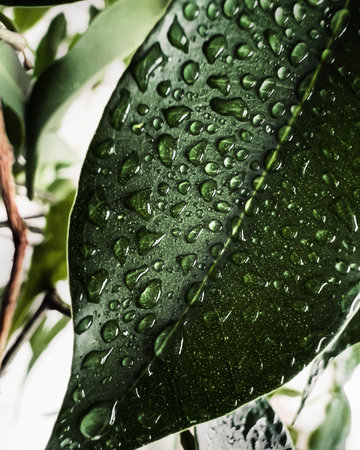 Water drops on green leaf. nature background. selective focus.の写真素材
