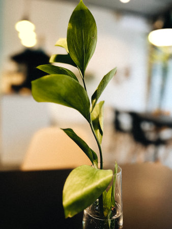 Plant in a glass vase on a table in a cafeの写真素材