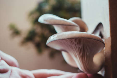 man touching organic fresh mushrooms in a gardenの写真素材