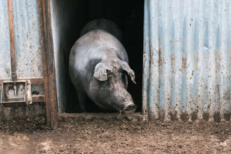 Spanish Iberian pig leaning out of his stable door