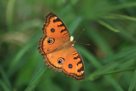 Butterfly spreading wings on a flower.  Nature background. Tropical  garden with  one brown...