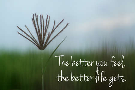 Inspirational motivational quote - The better you feel, the better life gets. With single wild grass flower on blur blue green minimalism background. The concept of attracting good feelings to come.の写真素材