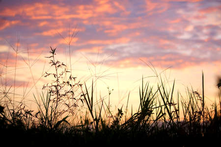 Sunset and grass silhouette. Meadow, dramatic sunset sky and colorful clouds backgrounds. Sunset sky...