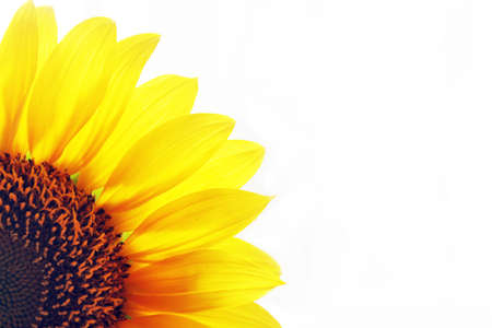 Sunflower petals background. Half sunflower close up on white backgrounds. Yellow flower. Spring or summer flowers backgrounds. Tropical floral texture pattern background.の写真素材