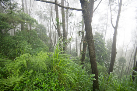 Trees in the woods. Forest on a misty morning. Nature landscape background with green meadow and...
