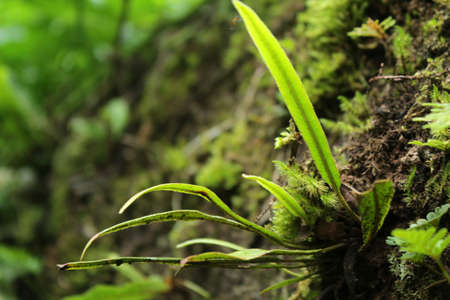 Closeup of green wild new plant growth in a wood with moss in the forest. Nature green background.の写真素材