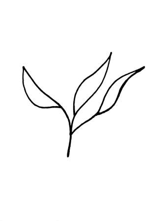image of flowers and leaves on a white background. Decoration for cards and invitations.の写真素材
