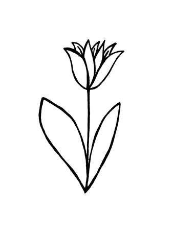 image of flowers and leaves on a white background. Decoration for cards and invitations.の写真素材