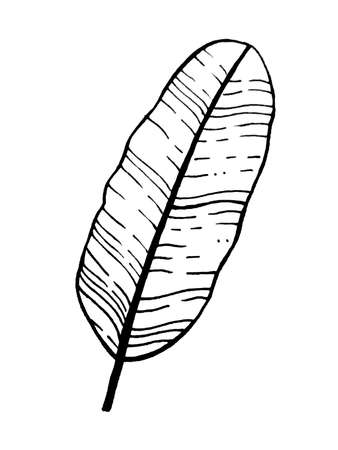 image of flowers and leaves on a white background. Decoration for cards and invitations.の写真素材