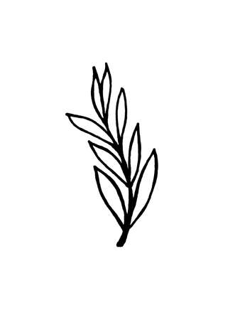 image of flowers and leaves on a white background. Decoration for cards and invitations.の写真素材