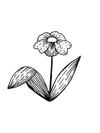 image of flowers and leaves on a white background. Decoration for cards and invitations.の写真素材