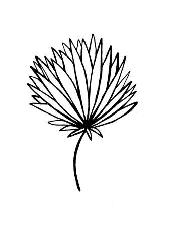 image of flowers and leaves on a white background. Decoration for cards and invitations.の写真素材