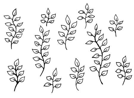 image of flowers and leaves on a white background. Decoration for cards and invitations.の写真素材