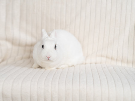 Cute white rabbit sitting on sofa at home. Easter concept.の写真素材