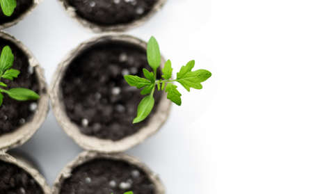 several pots of natural peat with seedlings of young tomato plants stand on a white background. Space for the text. Top viewの写真素材