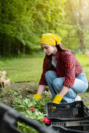 A young woman is an agricultural worker working with flowers in a greenhouse. a girl in yellow gloves, shirt and jeans on the background of a plantation. The concept of natural gardeningの写真素材